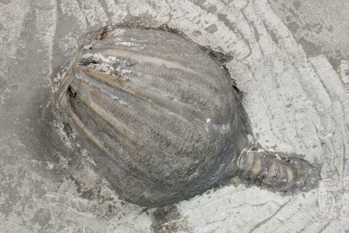 D Crinoid (Eucalyptocrinus) Fossil - Middleport, New York #175627